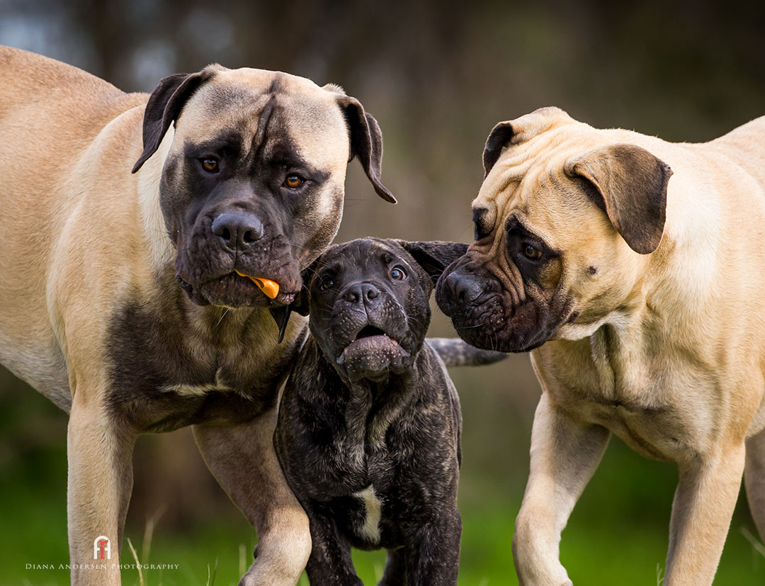 Heavy dog breeds include the Bullmastiff.