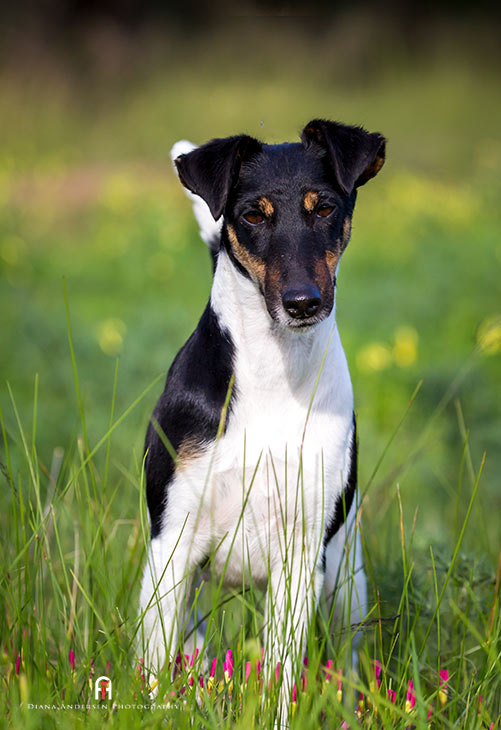 Smooth Fox Terrier, one of the popular small to medium dog breeds.