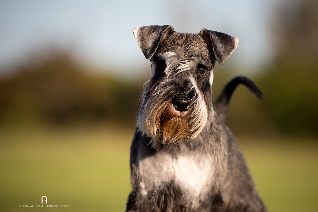 Dog Breeds - Miniature Schnauzer