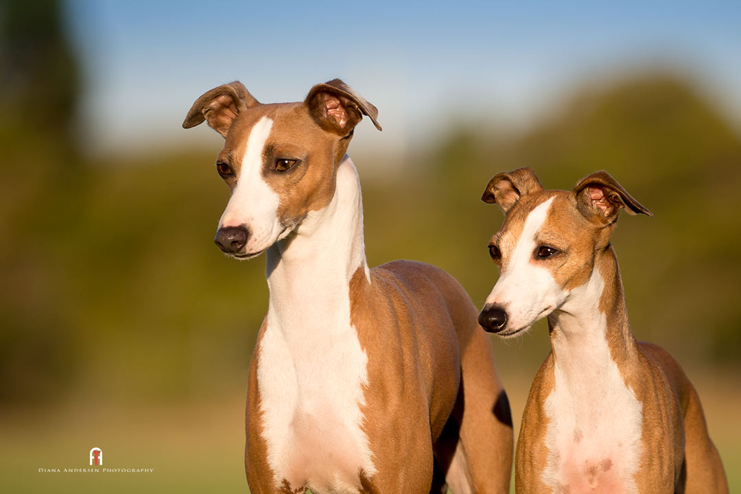 Dog breeds, Italian Greyhounds, a small breed in the Toy dog group.