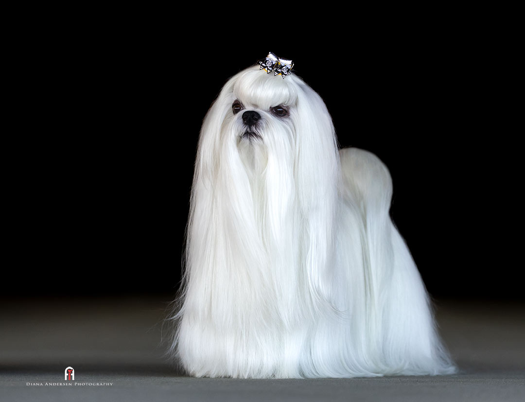 Maltese Dog, popular among the toy breeds