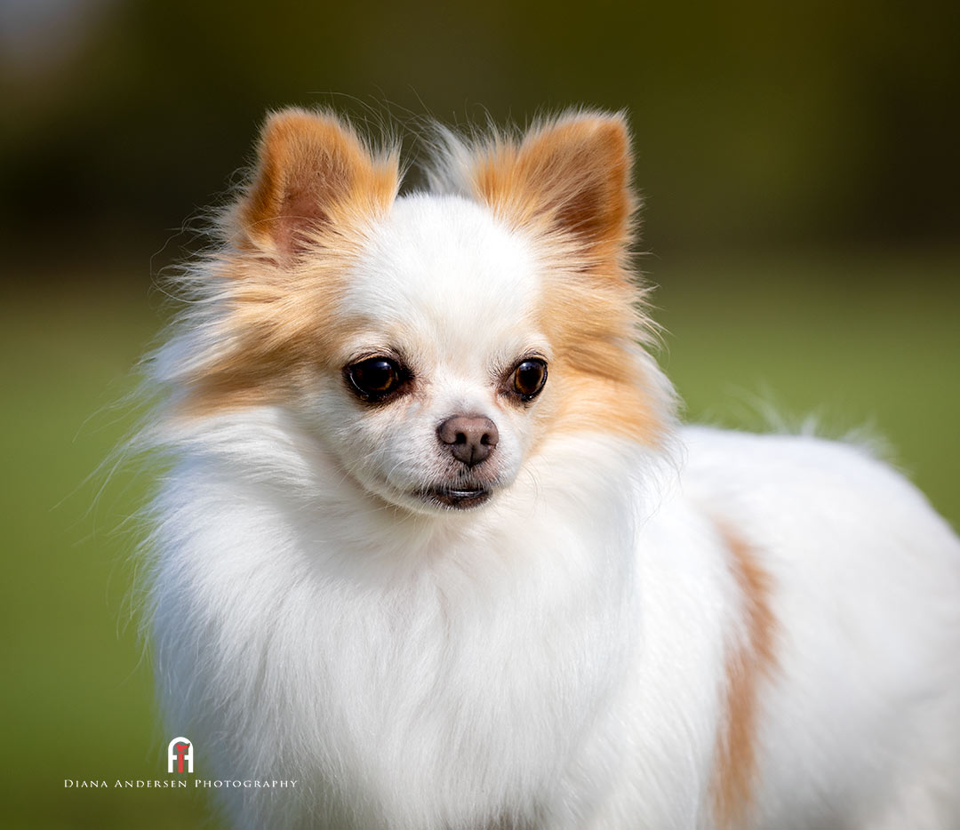 Dog breeds - Long Coat Chihuahua
