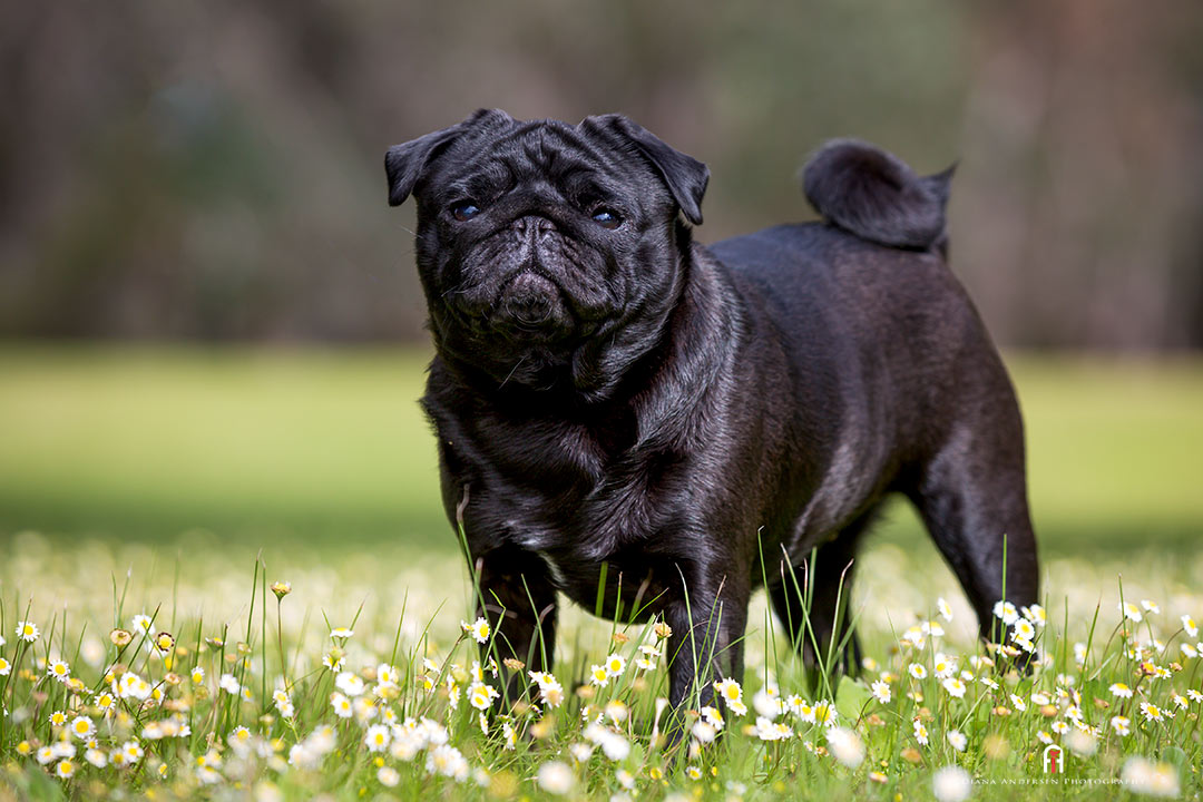 Black Pug, one of the most popular small dog breeds