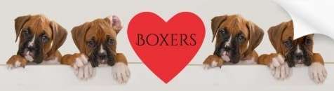 Boxer Love bumper sticker.