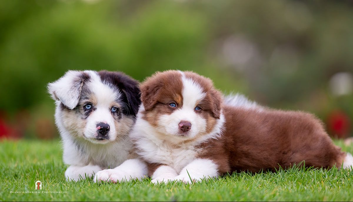 Australian Shepherd puppies are so cute, it is best if you do your research before looking at puppies.