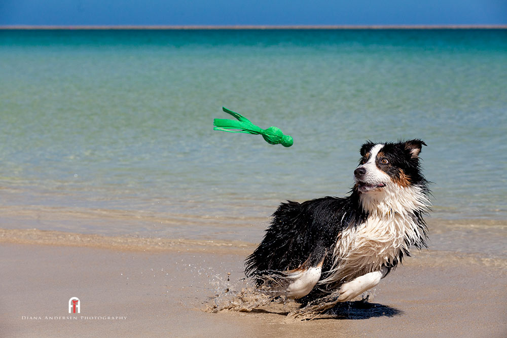 Australian Shepherd playing on the beach.