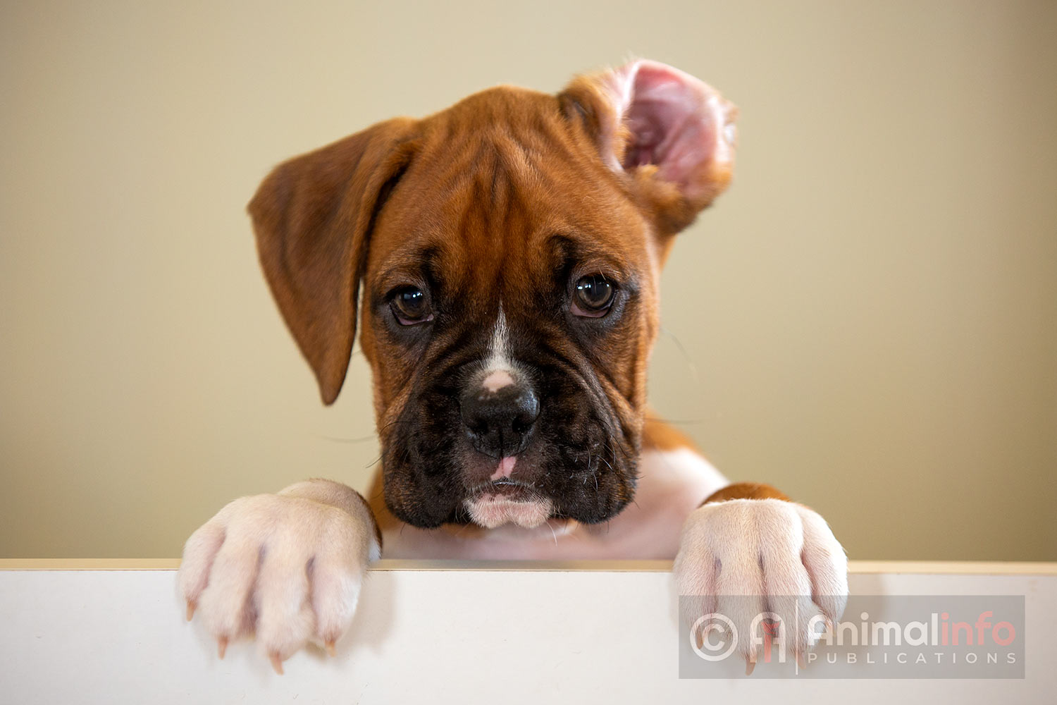 Boxer Dog Photos