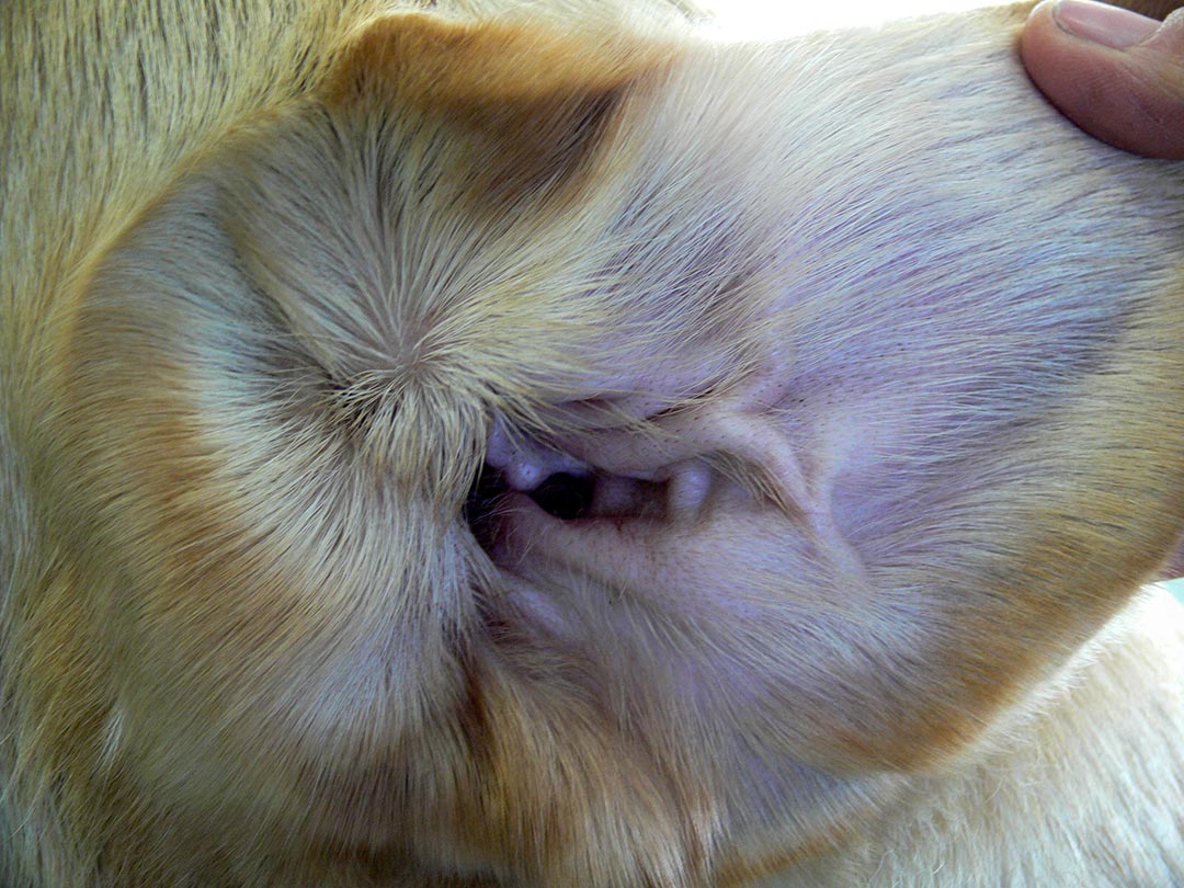 Ear cleaning for dogs. Healthy ears should be clean and have no redness or odour.