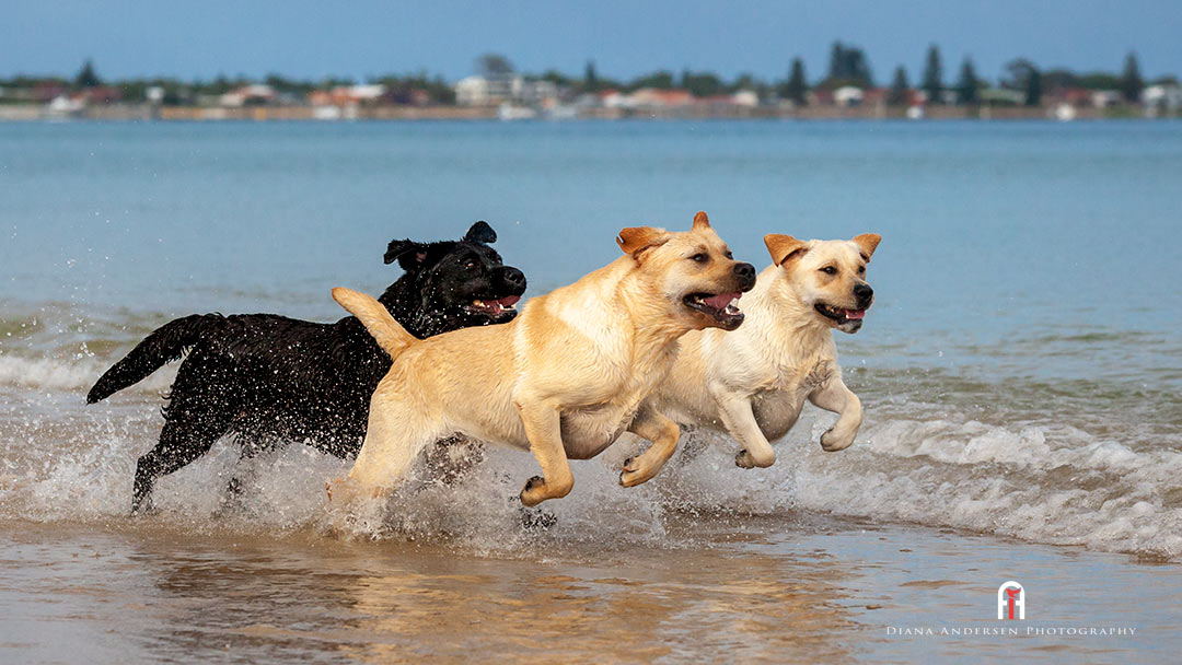 Healthy Labradors Labrador Retrievers are one of the breeds more susceptible to Addison's disease.