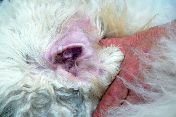 Dog ears need to be kept clean to prevent ear infections. Dog ears need to be kept clean to prevent ear infections.