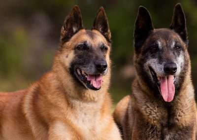 Hand Targeting in Dog Training