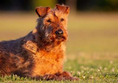 Diabetes in Dogs