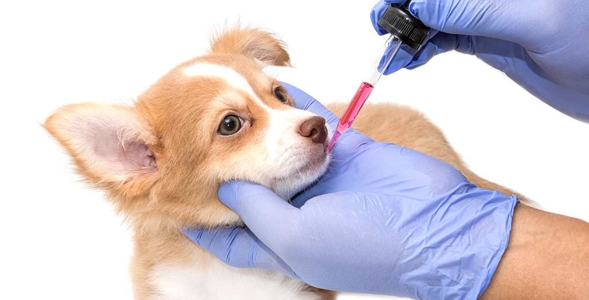If you suspect chocolate poisoning, contact your vet for immediate advice is essential.