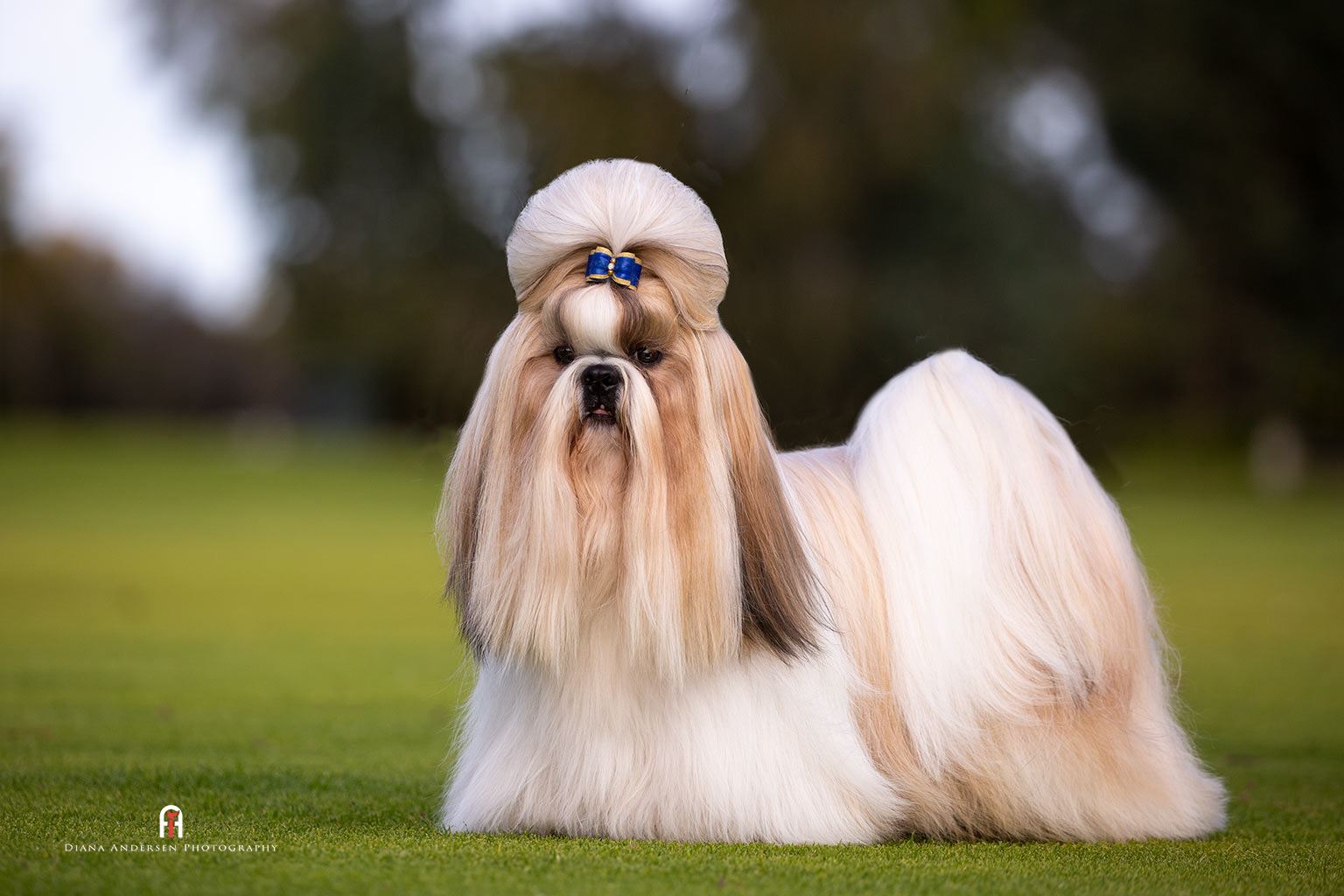 Shih Tzu fully groomed in show condition.