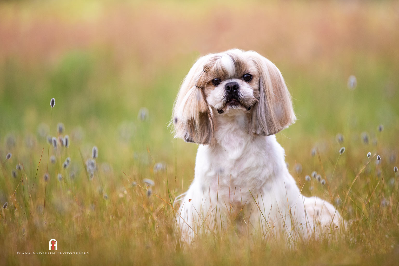 Shih Tzu fully groomed in a pet clip.