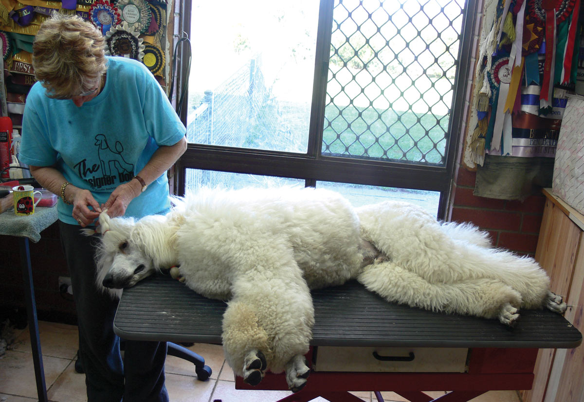 Standard Poodle being groomed.