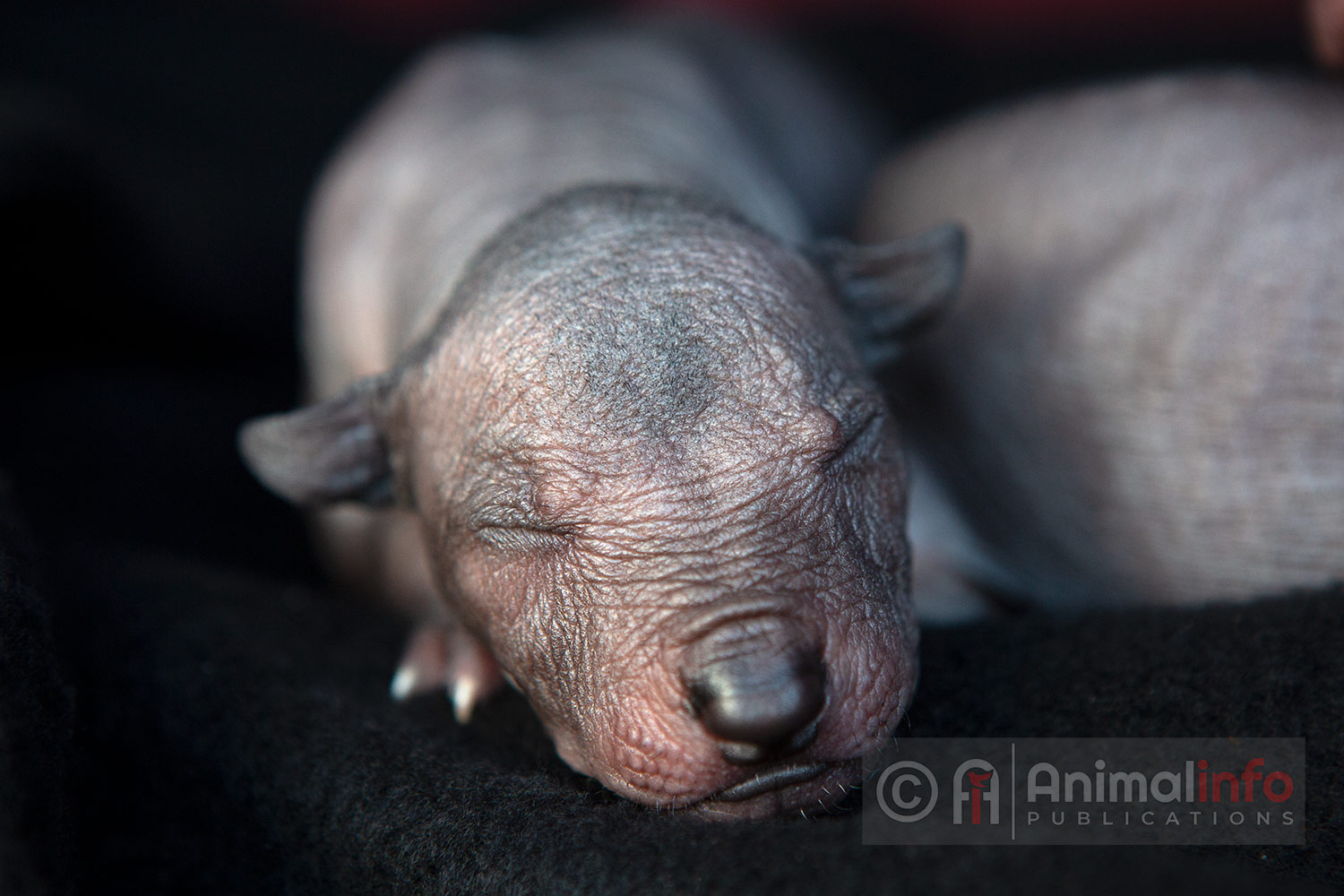 Xoloitzcuintle Photo Gallery