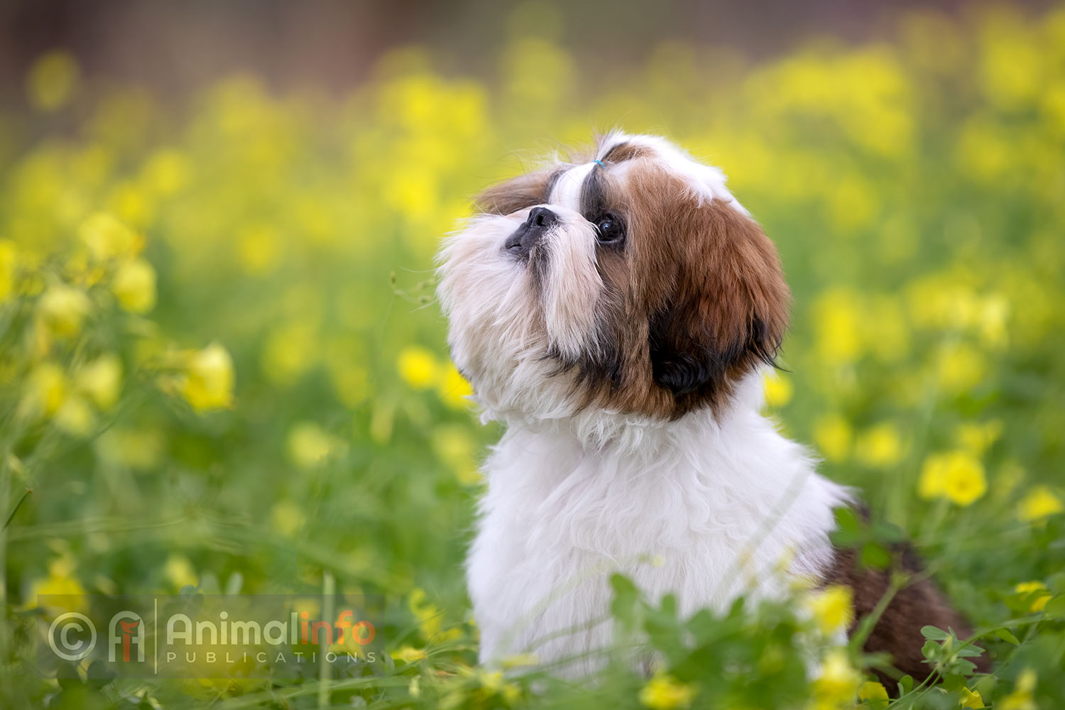 Shih Tzu