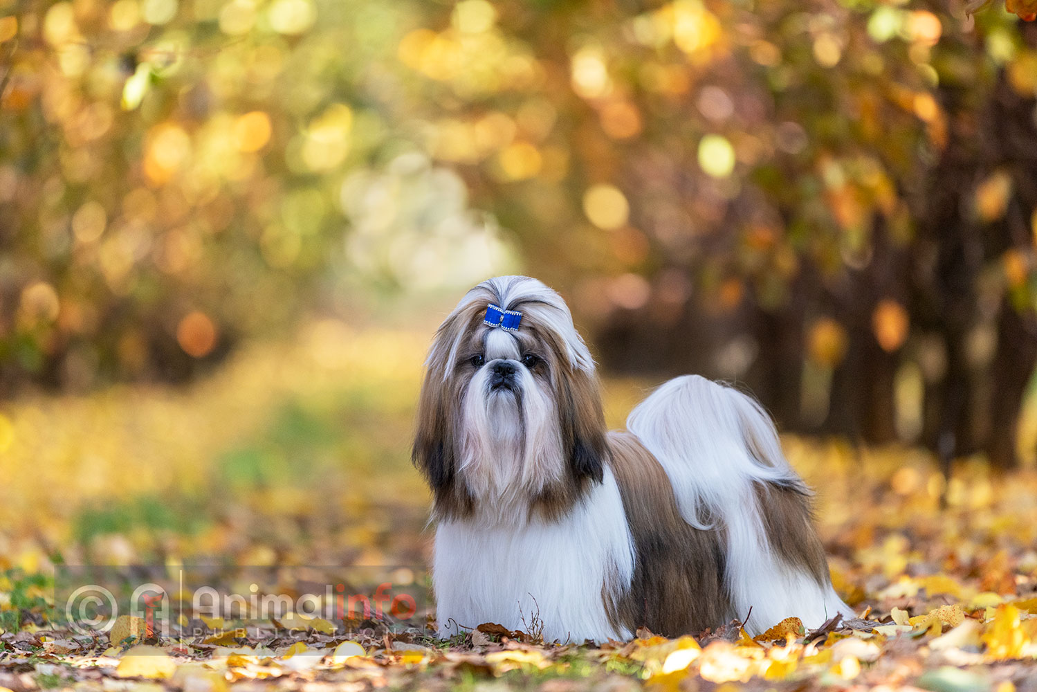 Young Shih Tzu in full show coat in a golden autumn setting.