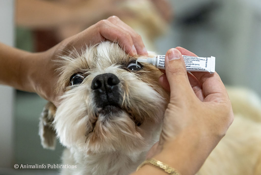 apply-dog-eye-ointment Dog health: using a Dremel tool to file dog's nails.