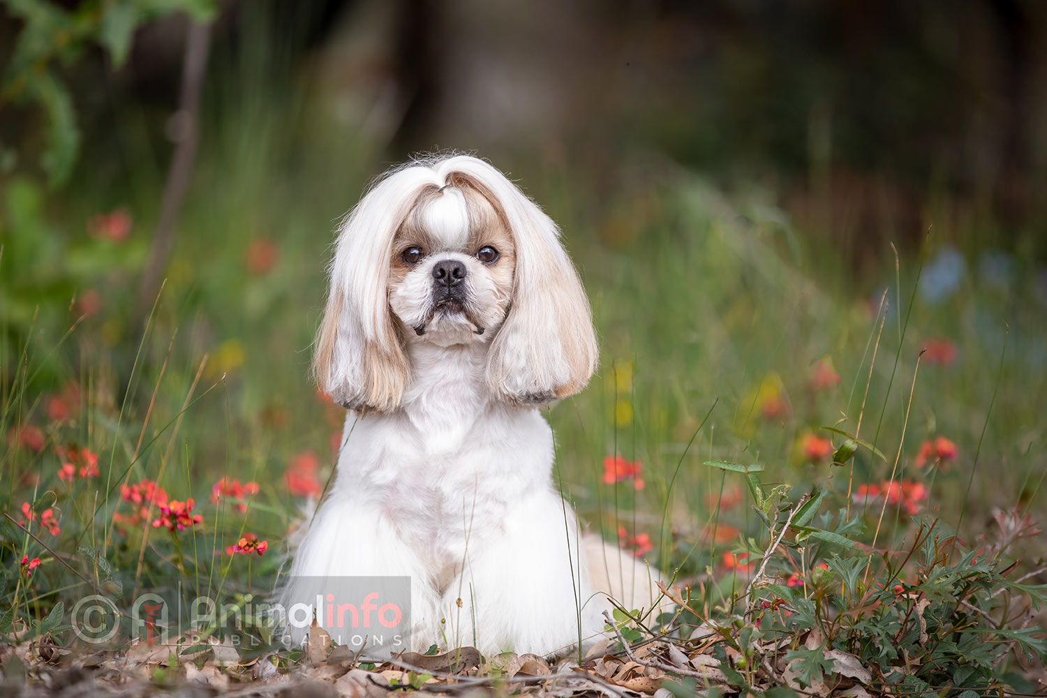 Shih Tzu in a pet clip in a natural setting with orange flowers.