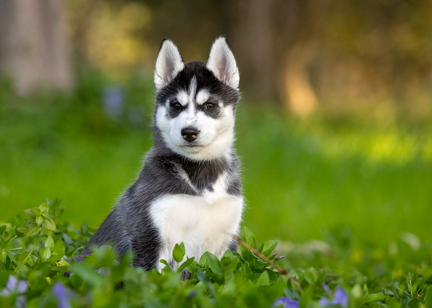 Pet insurance directory.