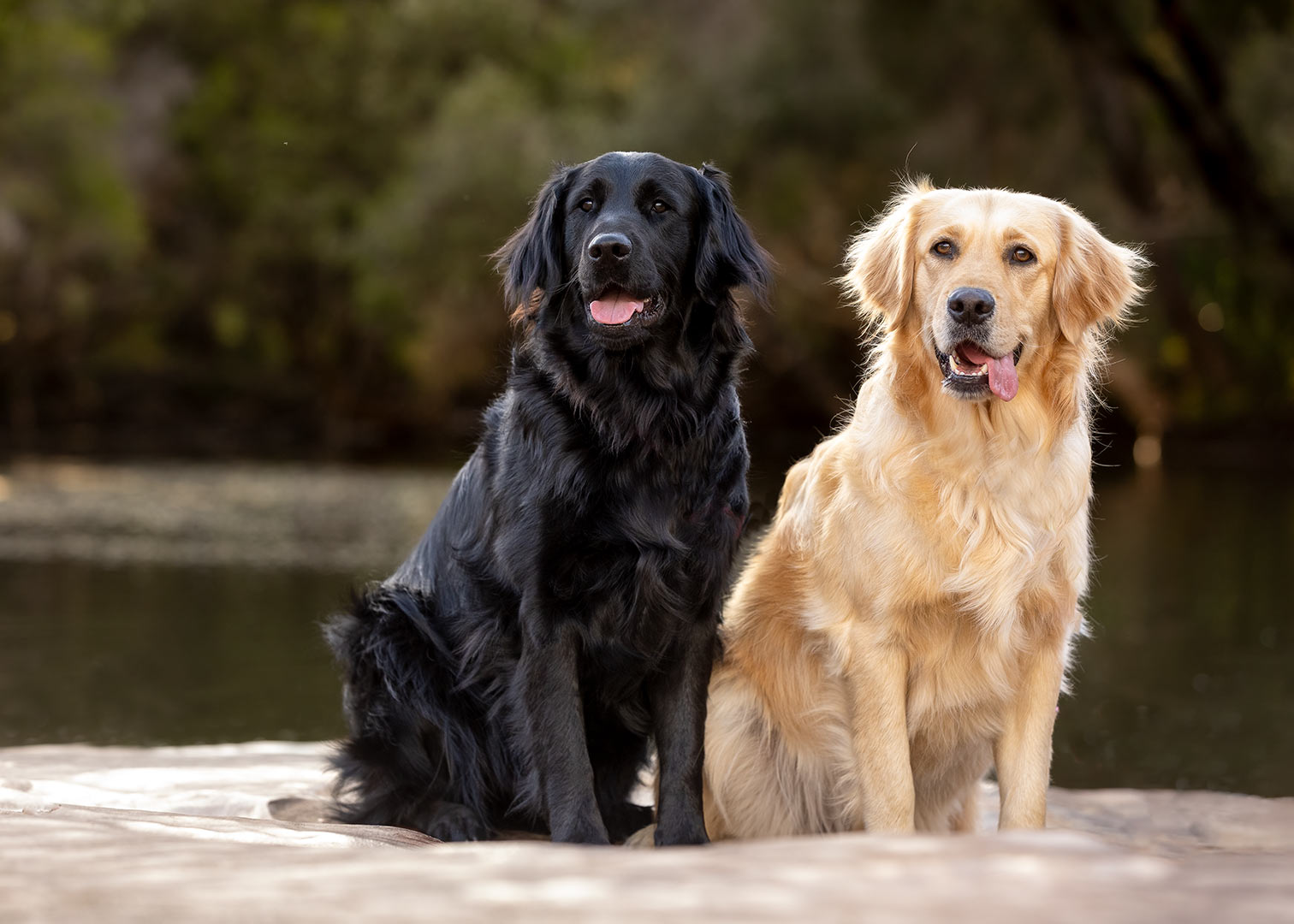 Dog walker's directory.