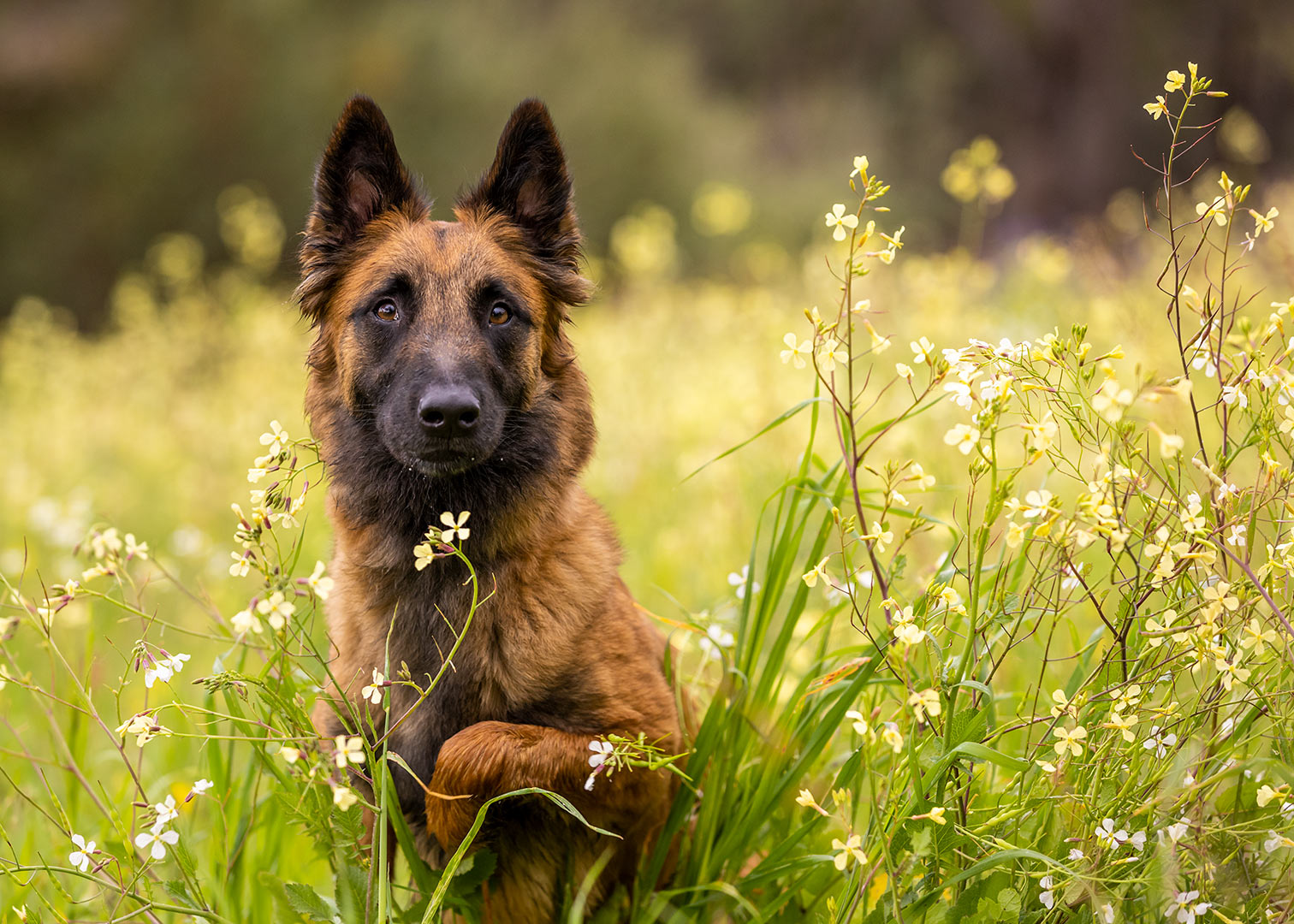 Dog clubs directory.