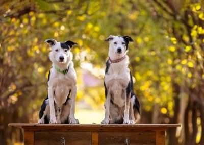 Teaching a Dog to Sit