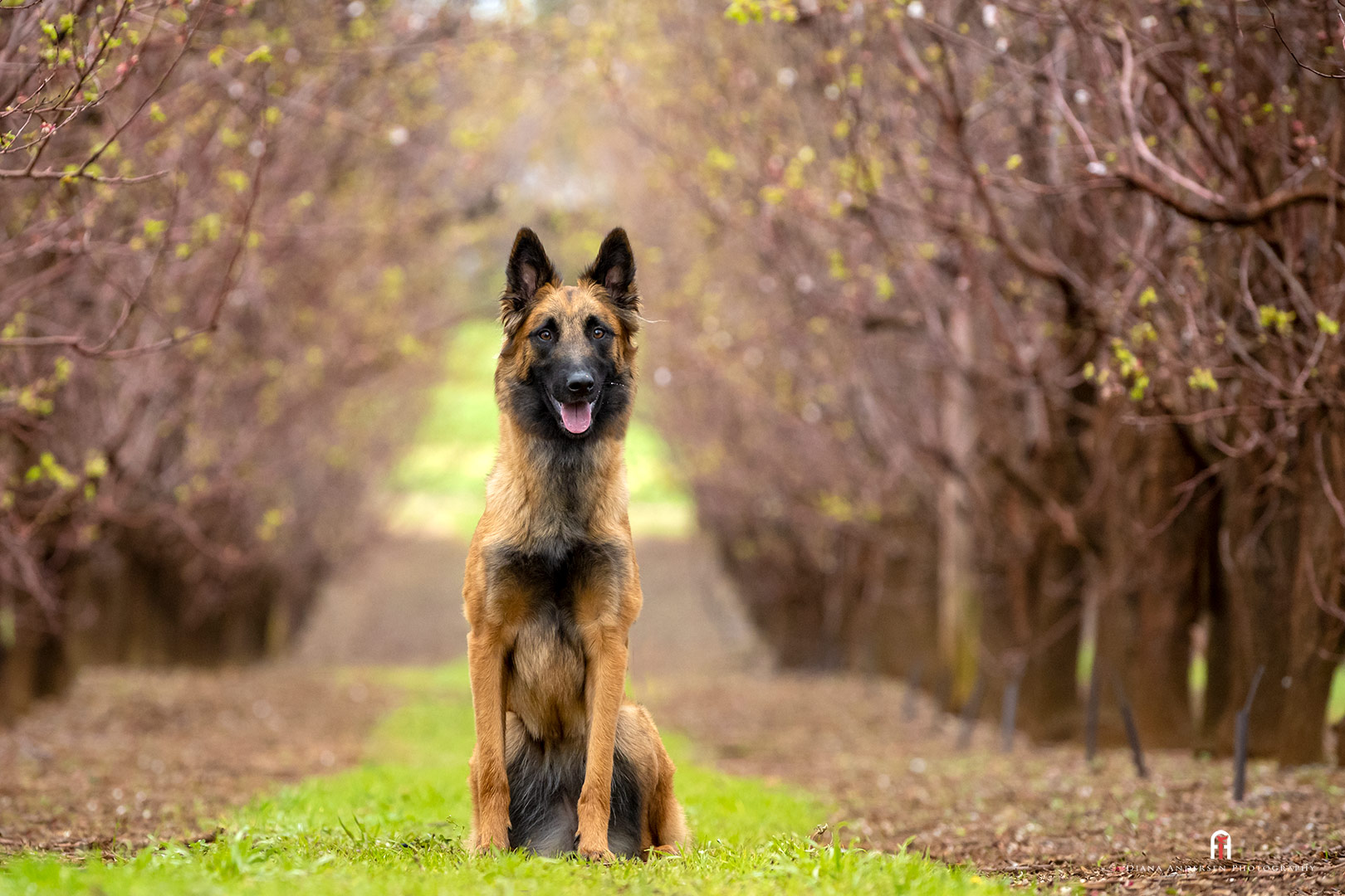 Teaching a dog to sit with clicker training. Clicker training to correct dog behaviour.