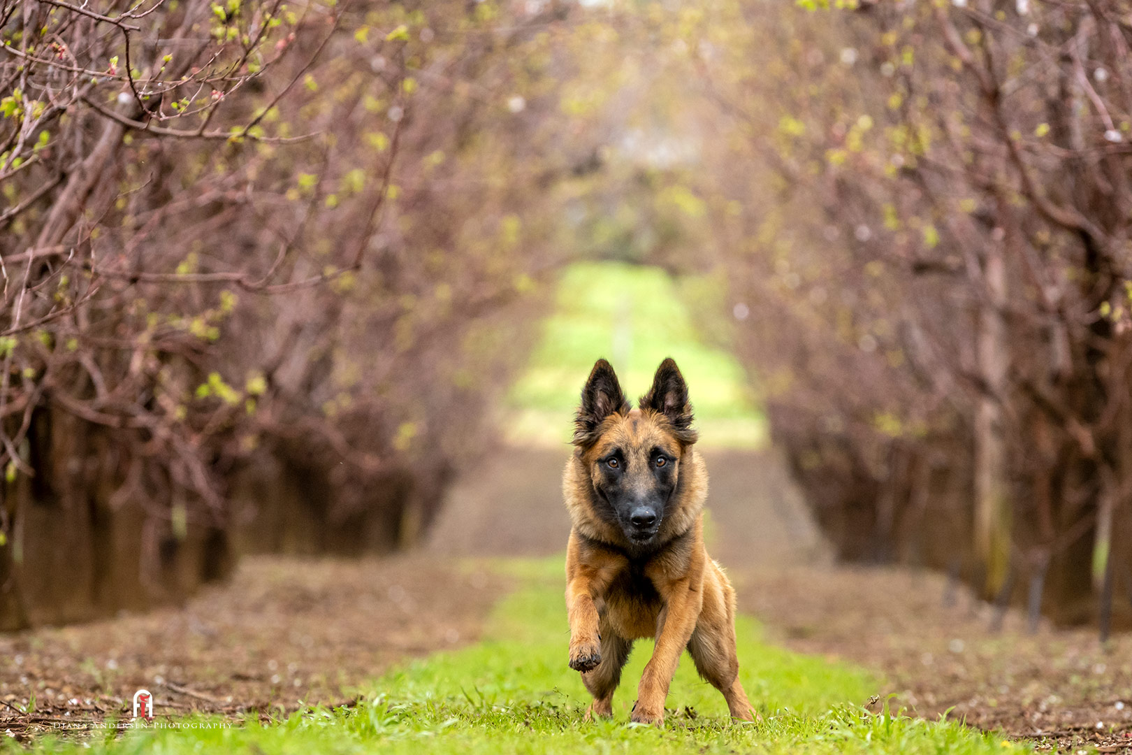 Teaching a dog to come with clicker training. Clicker training to correct dog behaviour.