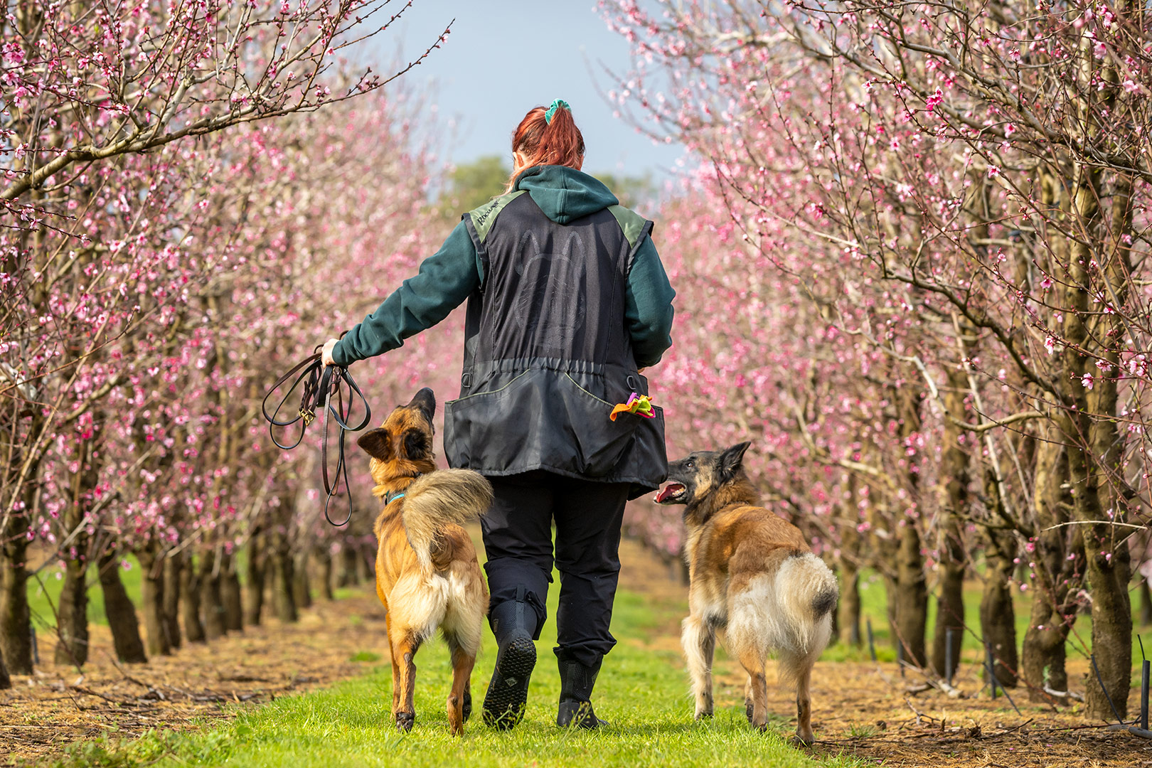 Good clicker trainers who understand the principles of animal learning and clicker training do not often have to correct behaviors. Good clicker trainers who understand the principles of animal learning and clicker training do not often have to correct behaviors.