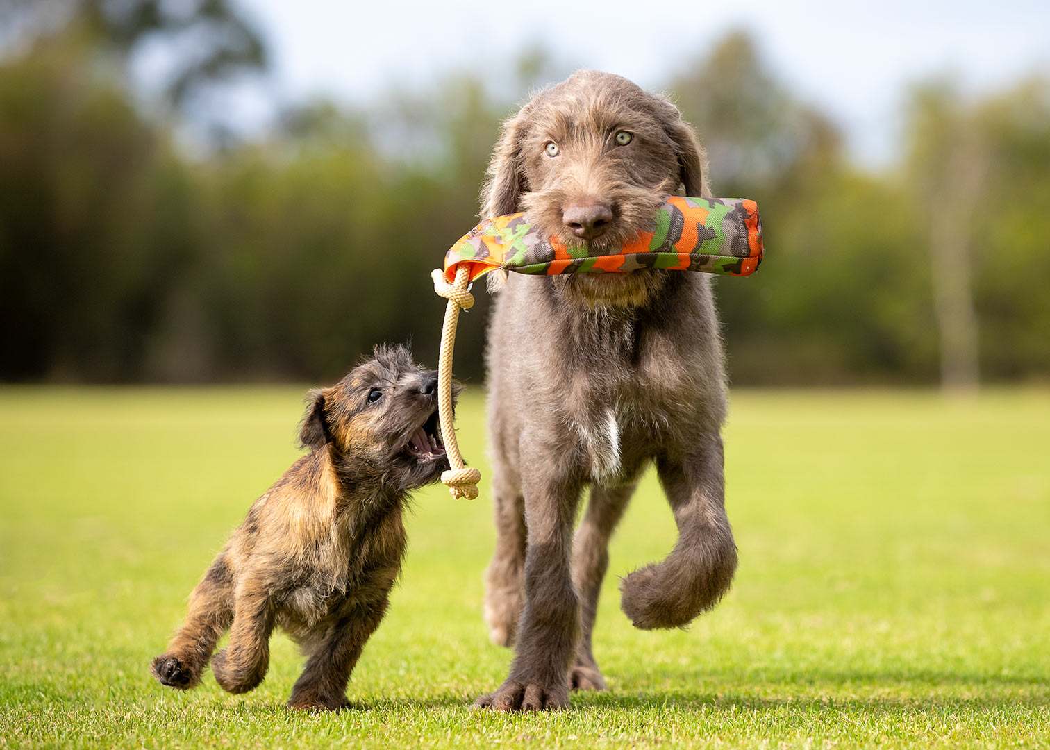 Dog transport directory.