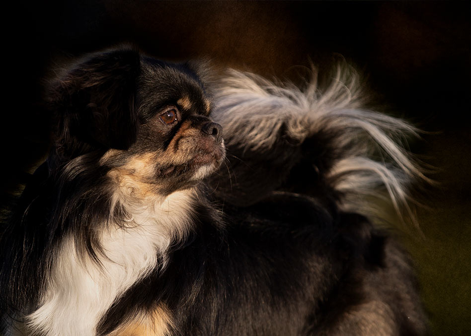Dog cremation directory
