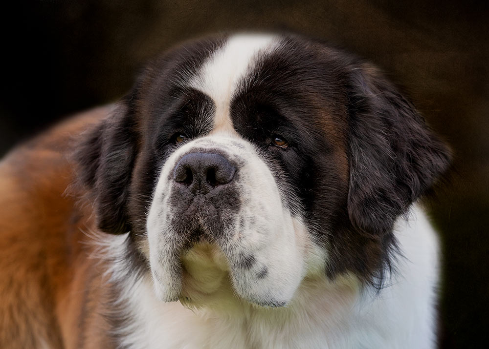 Dog artists directory
