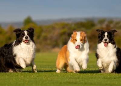 Living With a Border Collie