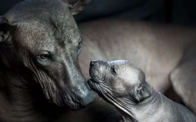 Popular Dog Breeds