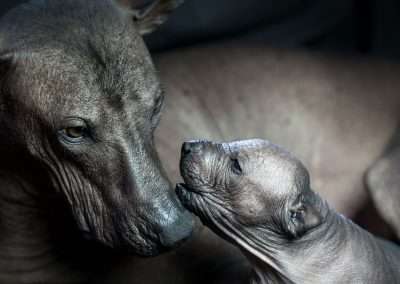 Popular Dog Breeds