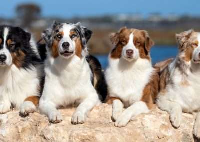 Living With an Australian Shepherd