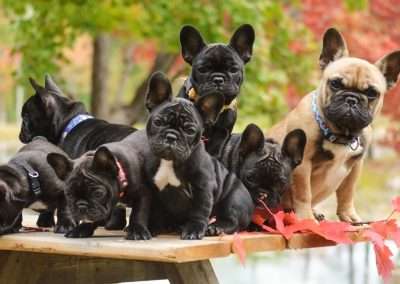 Living with a French Bulldog