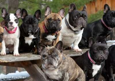 French Bulldog Digestion