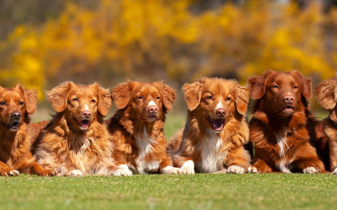 Positive Dog Training