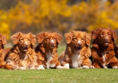 Positive Dog Training