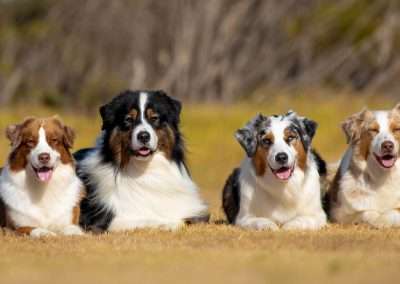 Clicker Training: Getting Started