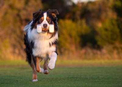 Positive Reinforcement Training