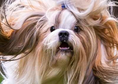 Dog Grooming