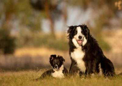 Is Chocolate Good For Dogs?