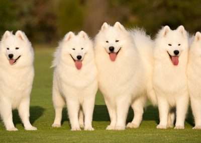 What is Clicker Training?