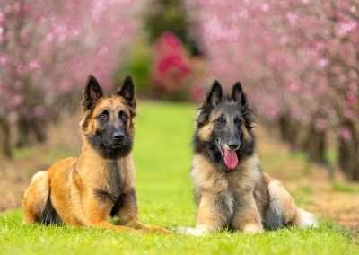 How Clicker Trainers Correct Behavior
