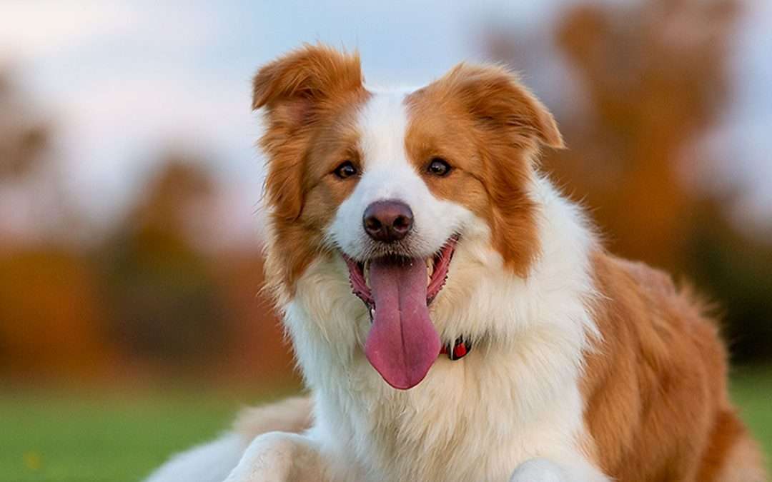 Dog Health and Well-being